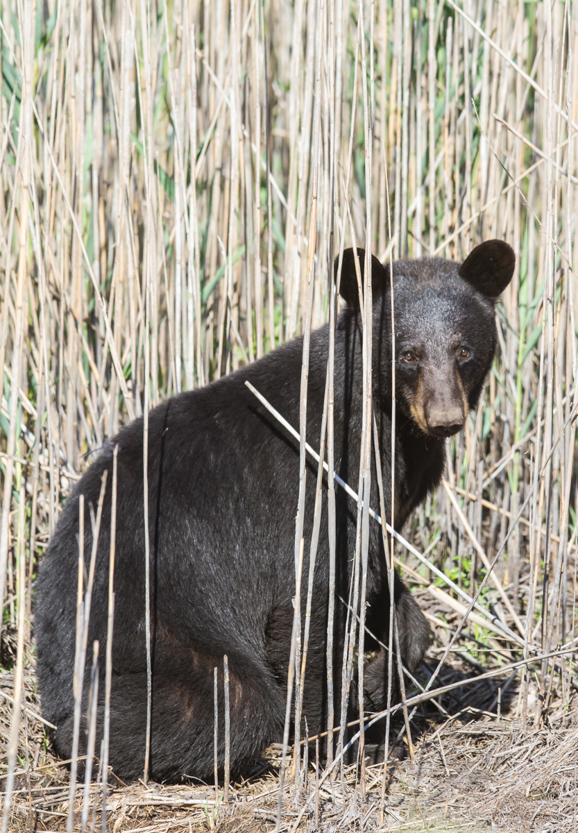 Bear in reeds