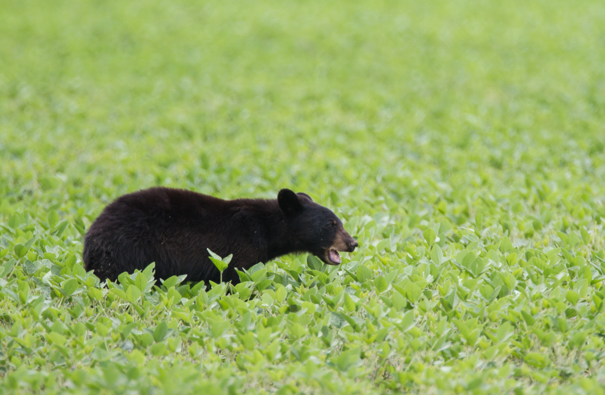 Bear in soybean field 2