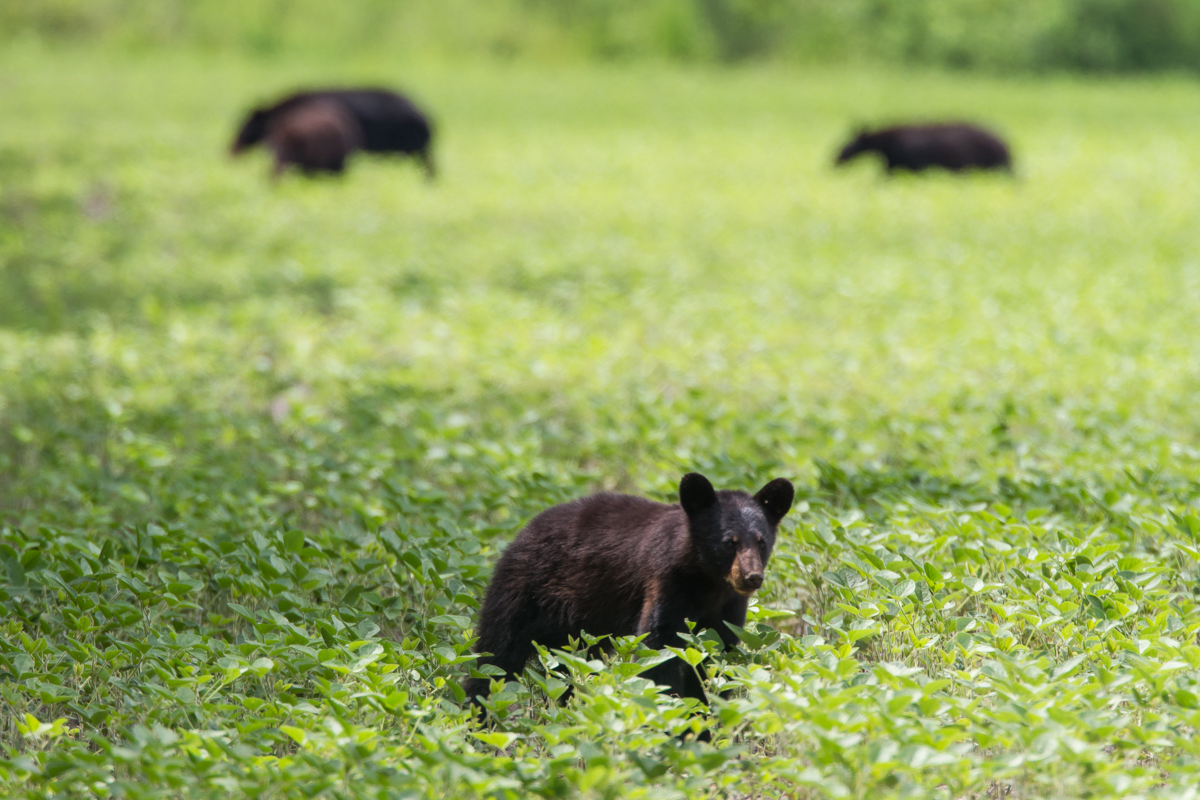 Bear with three bears behind