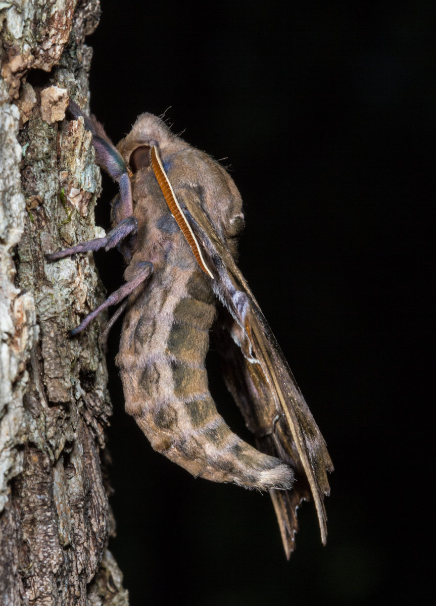 Blinded Sphinx, side view