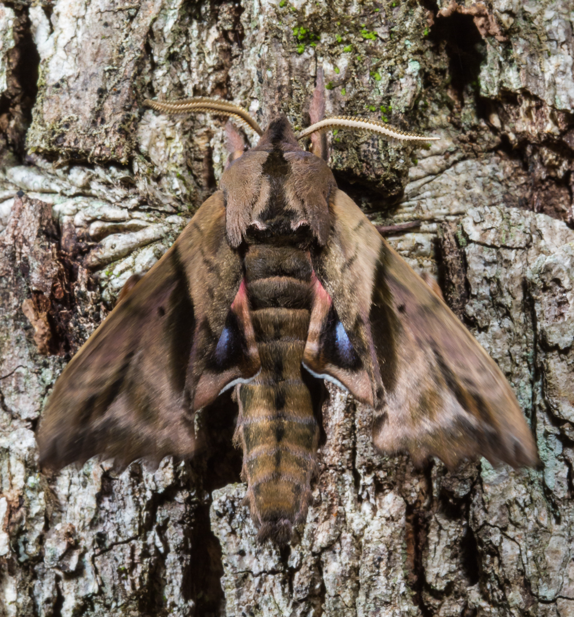 Blinded Sphinx  with underwings