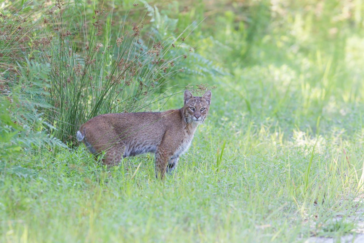 Bobcat behind my car