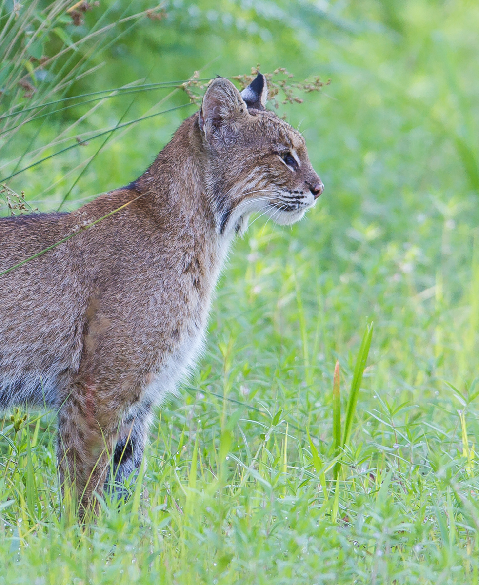 Bobcat looking straight crop
