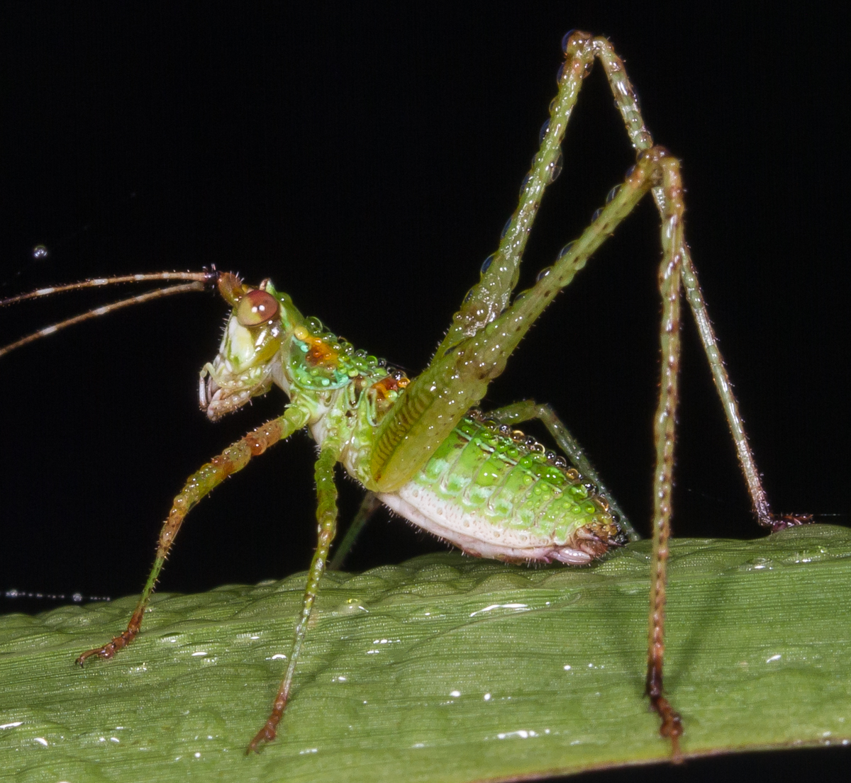 Bush Katydid nymph 1 close up