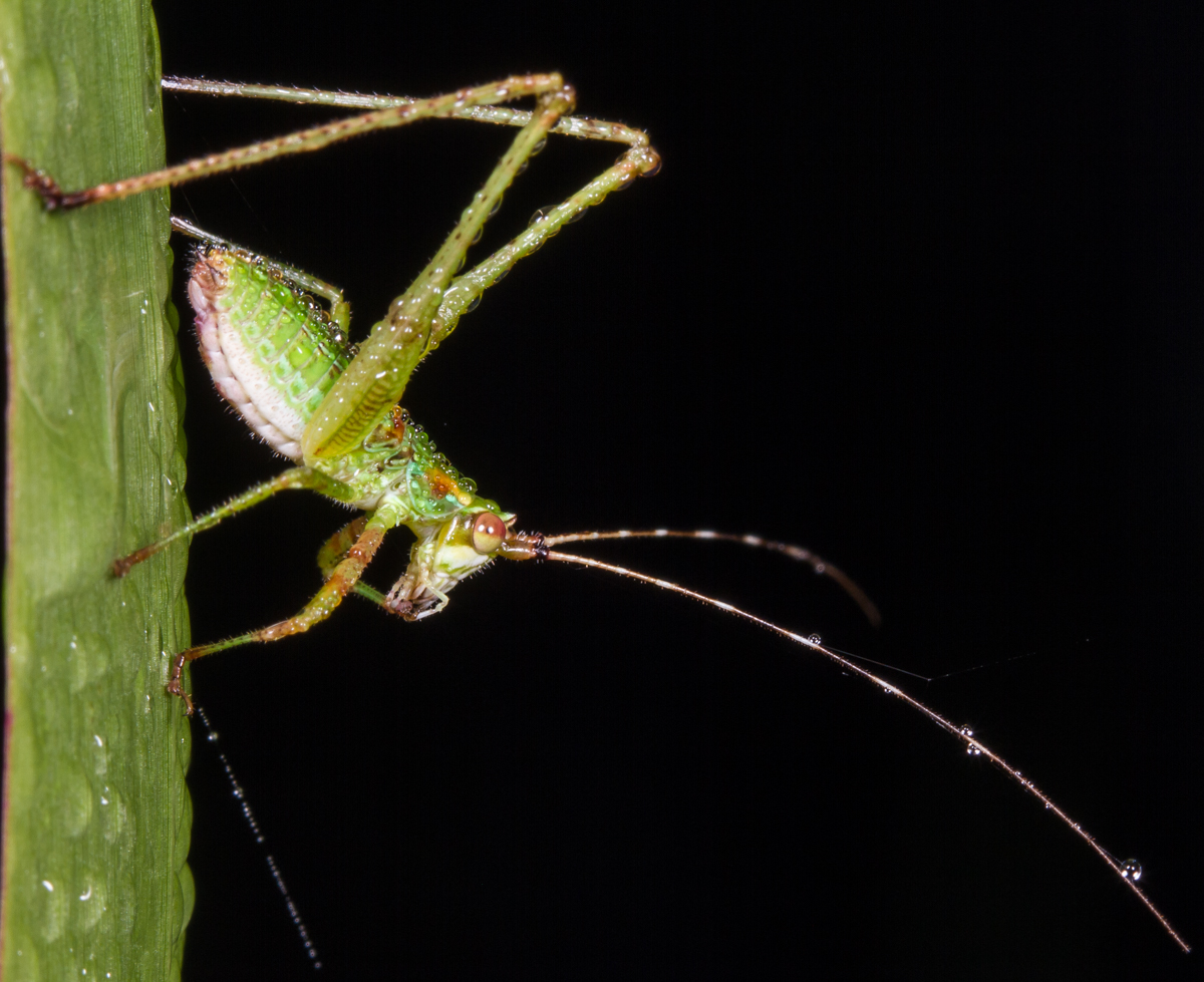 Bush Katydid nymph 2