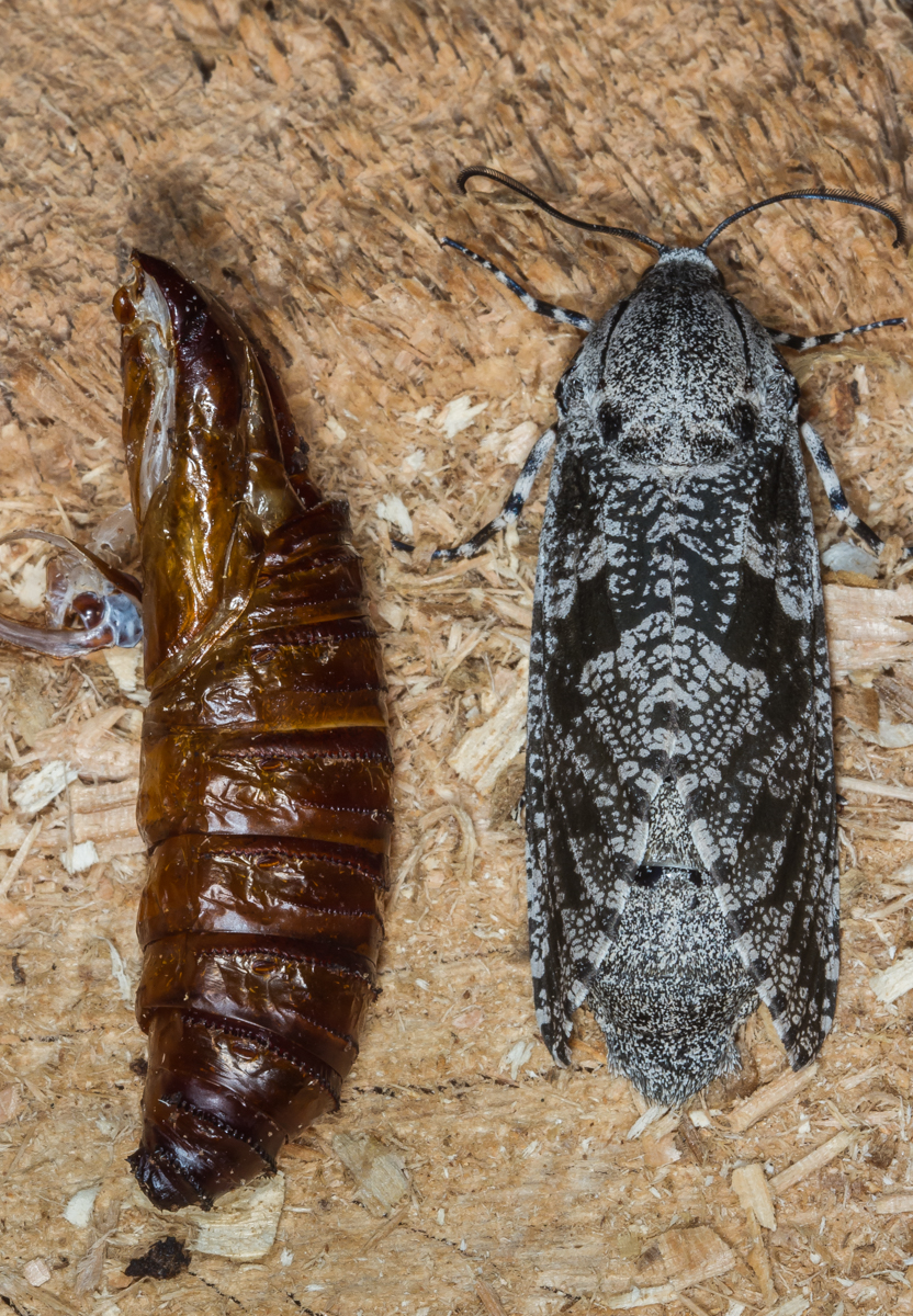 C arpentorworm Moth and pupal skin