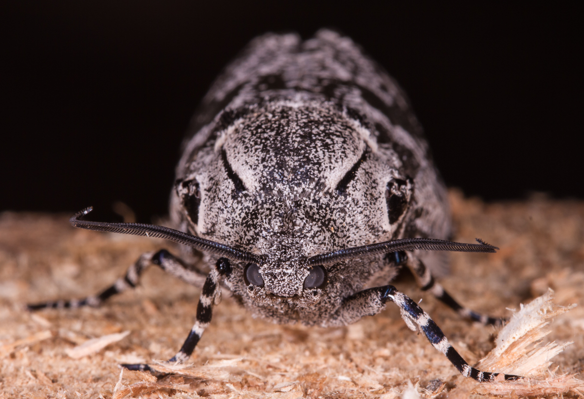 C arpentorworm Moth head on
