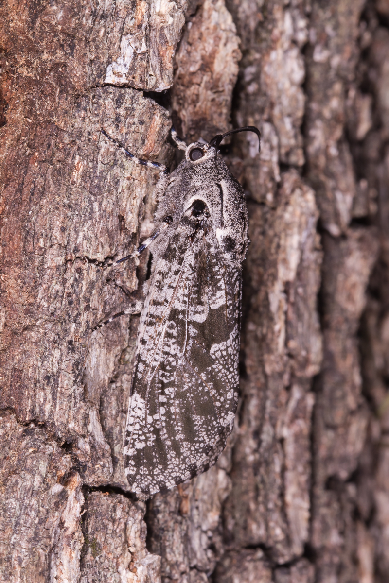C arpentorworm Moth on bark