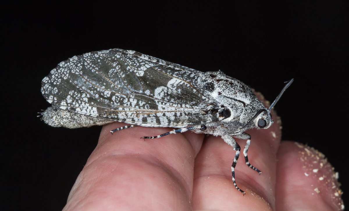 C arpentorworm Moth on finger