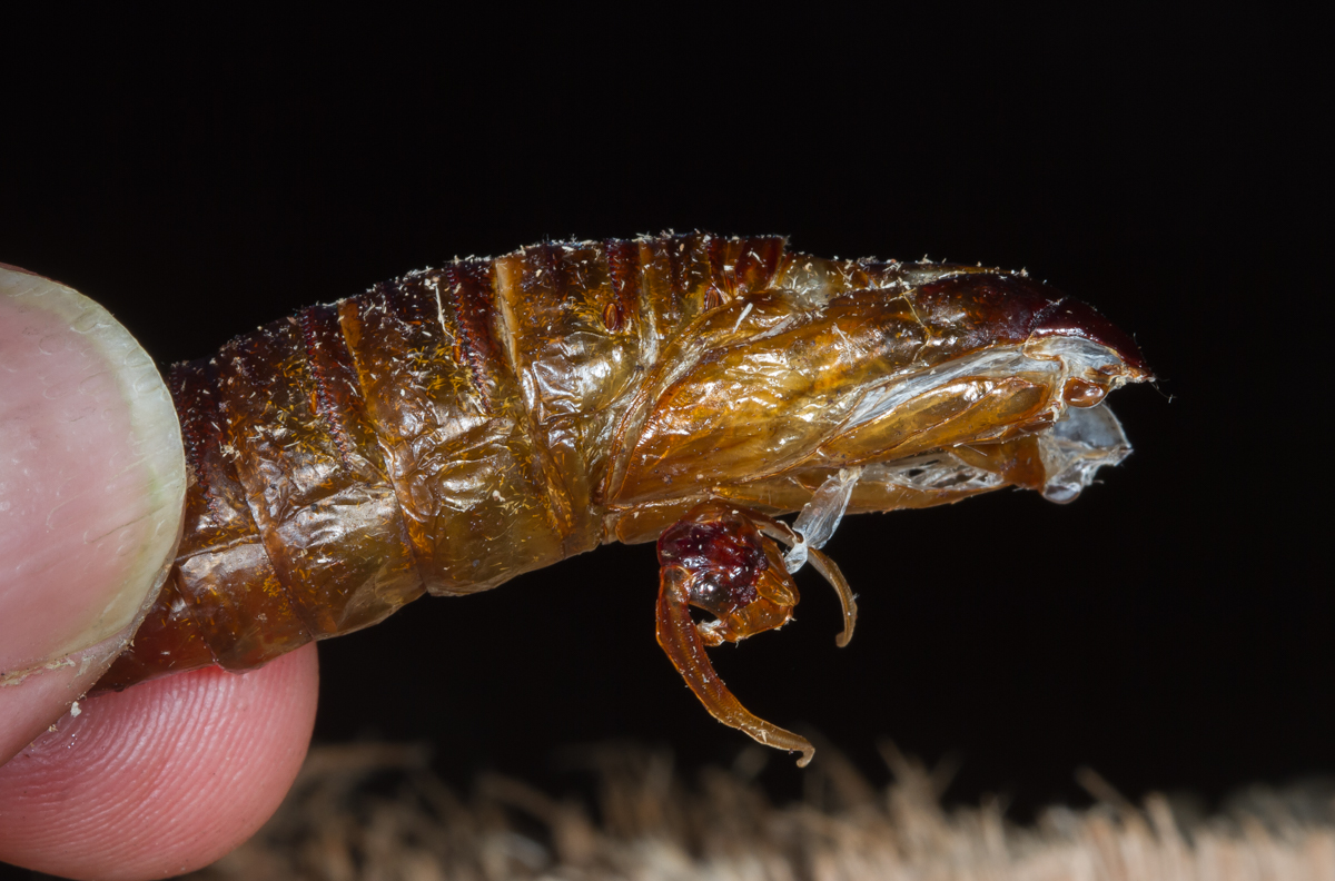 C arpentorworm Moth pupal skin