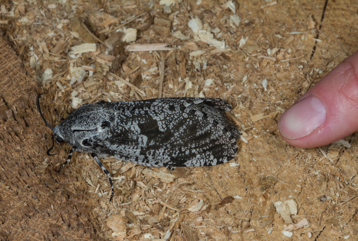 C arpentorworm Moth with finger for size comparison