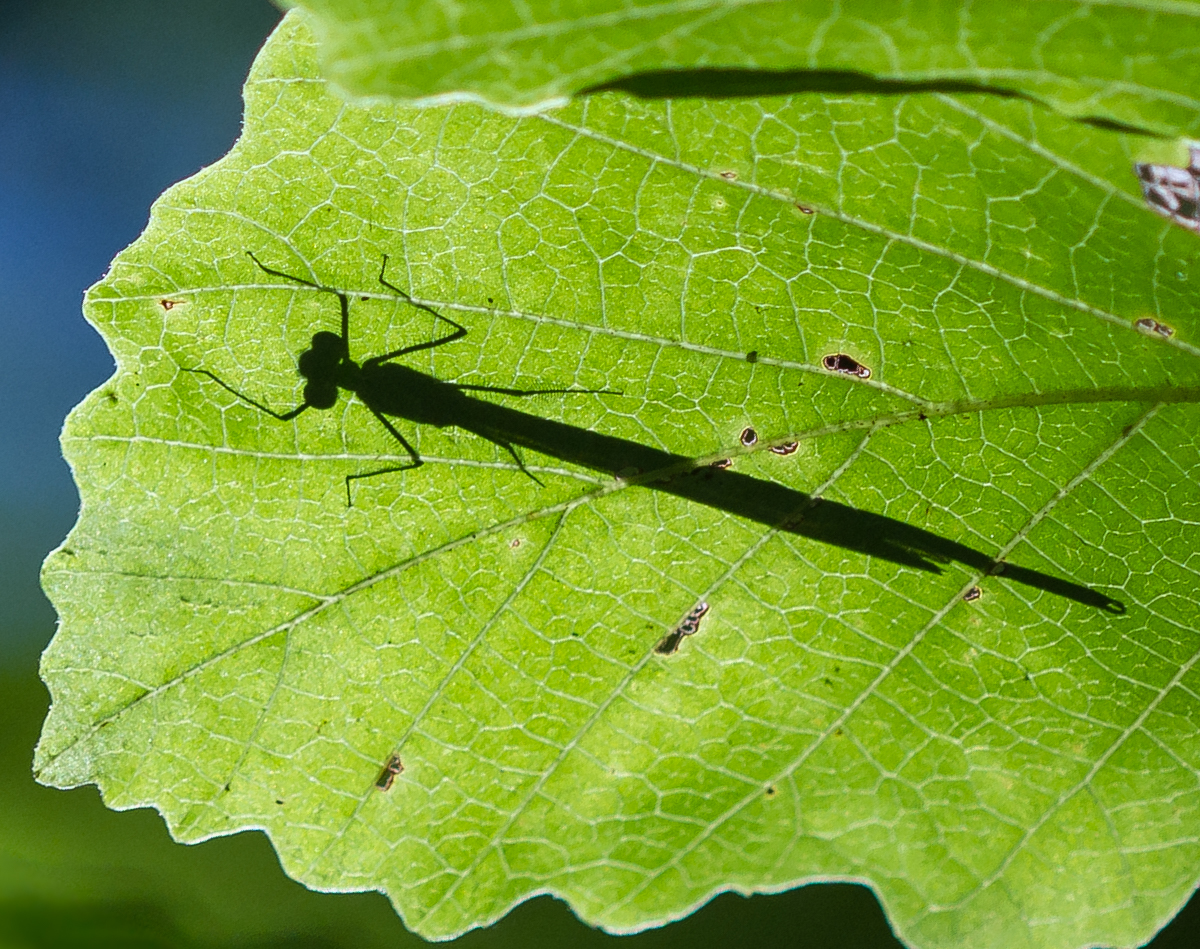 Ebony Jewelwing silhouette