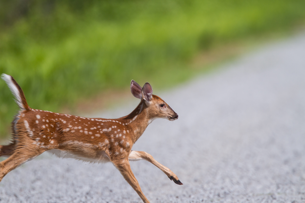 Fawn running 1