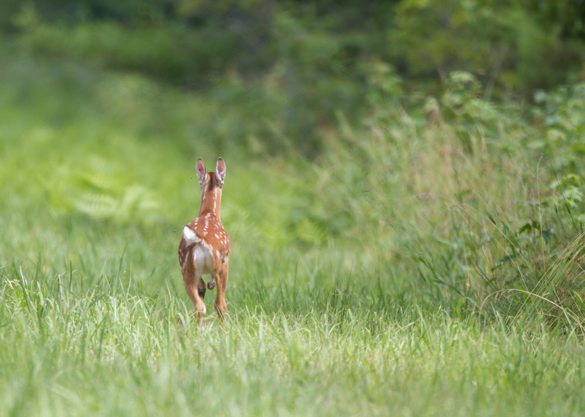 Fawn running away