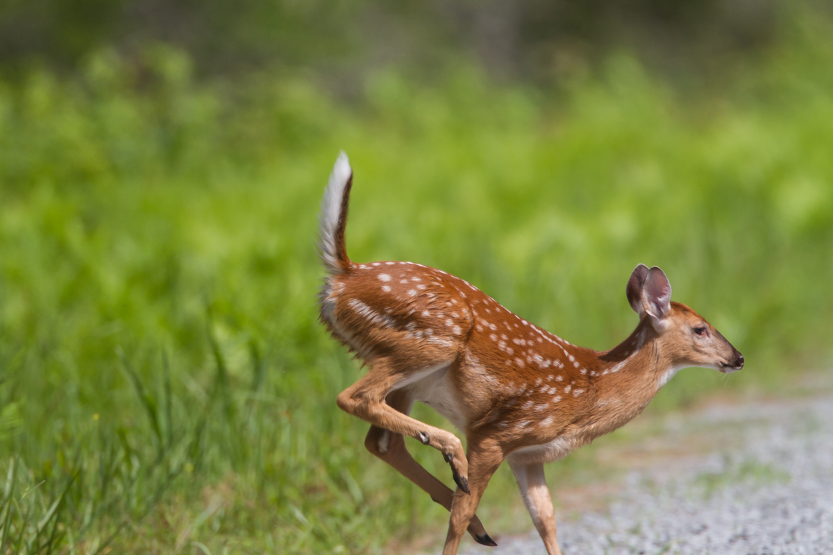 Fawn running