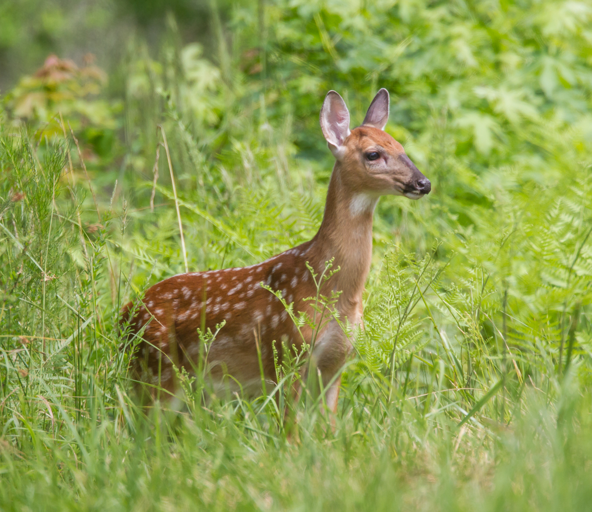 Fawn standing at edge of road crop