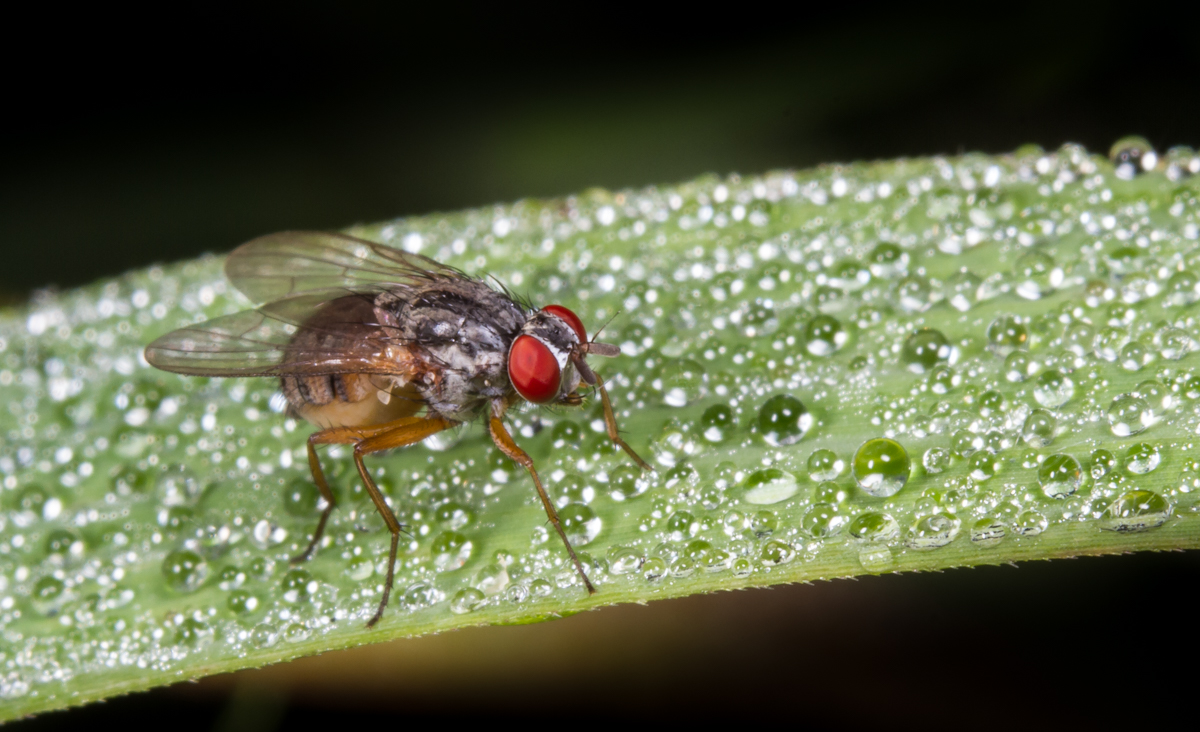 Flesh Fly on grass 3