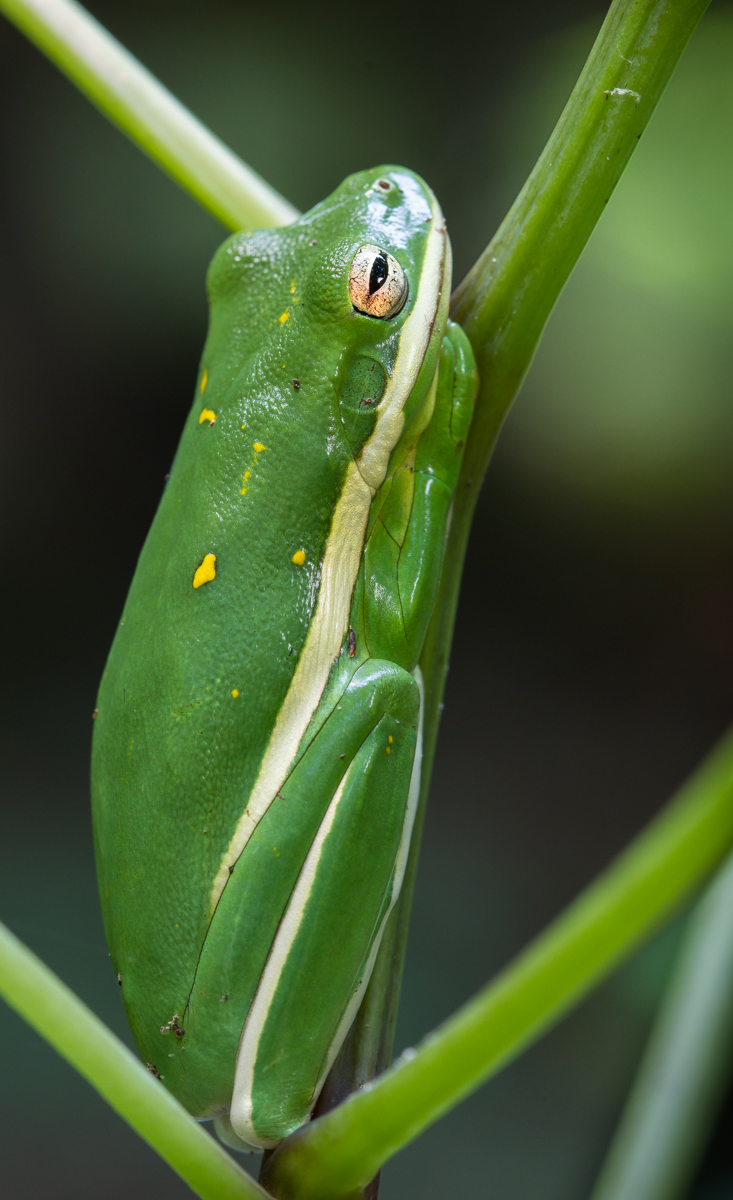 Green Treefrog back view