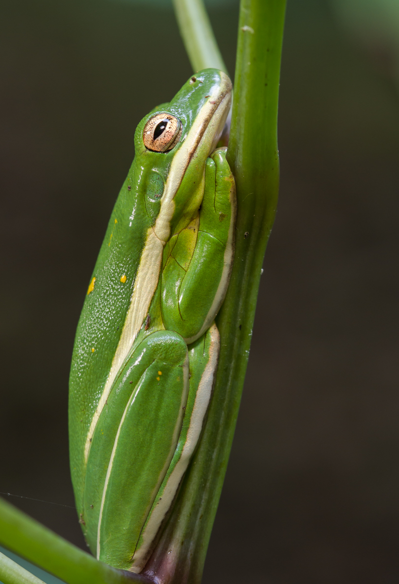 Green Treefrog side view