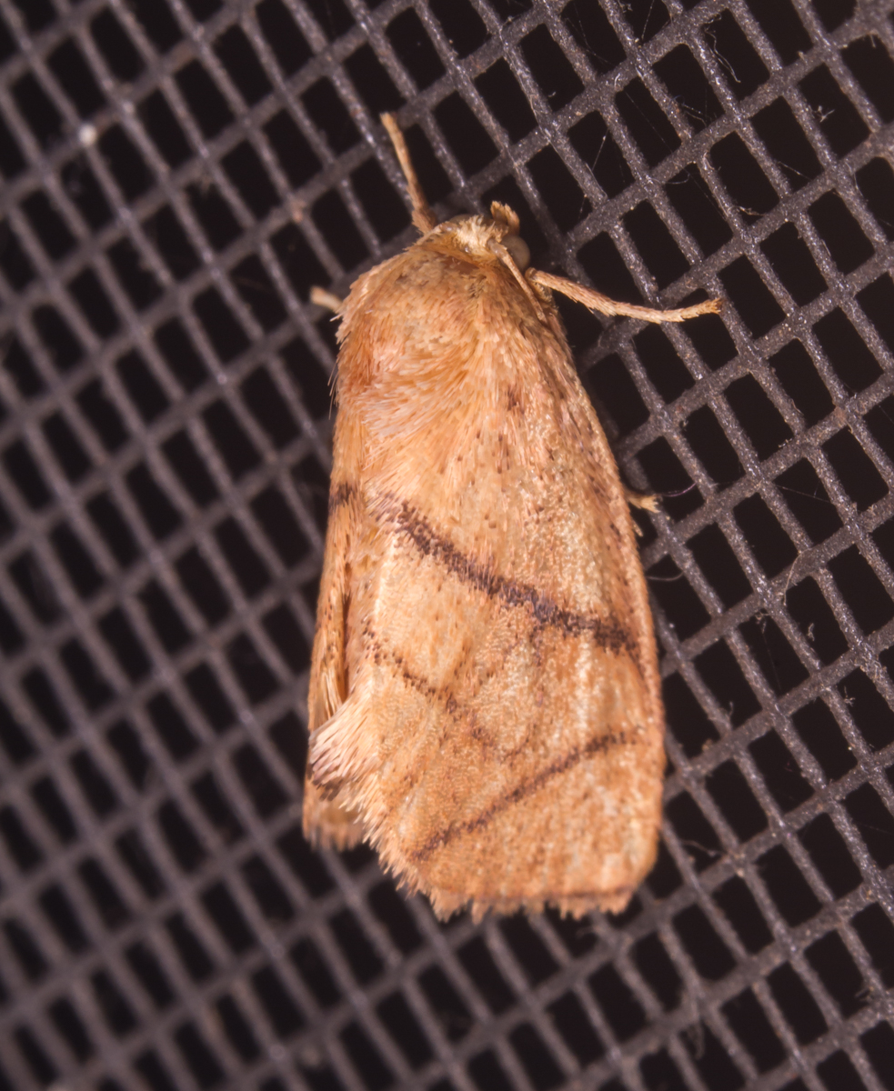 Inverted Y Slug Moth