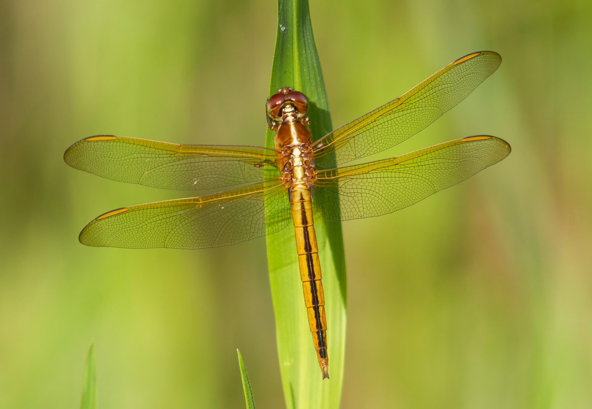 Needham's Skimmer most likely 1