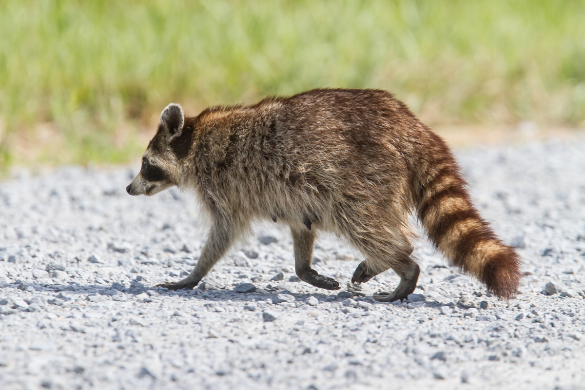 Raccoon crossing road