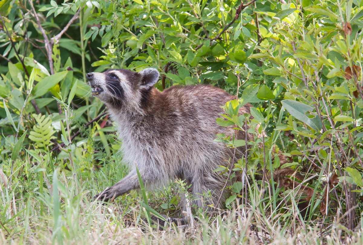 Raccoon eating turtle egg lifting its head