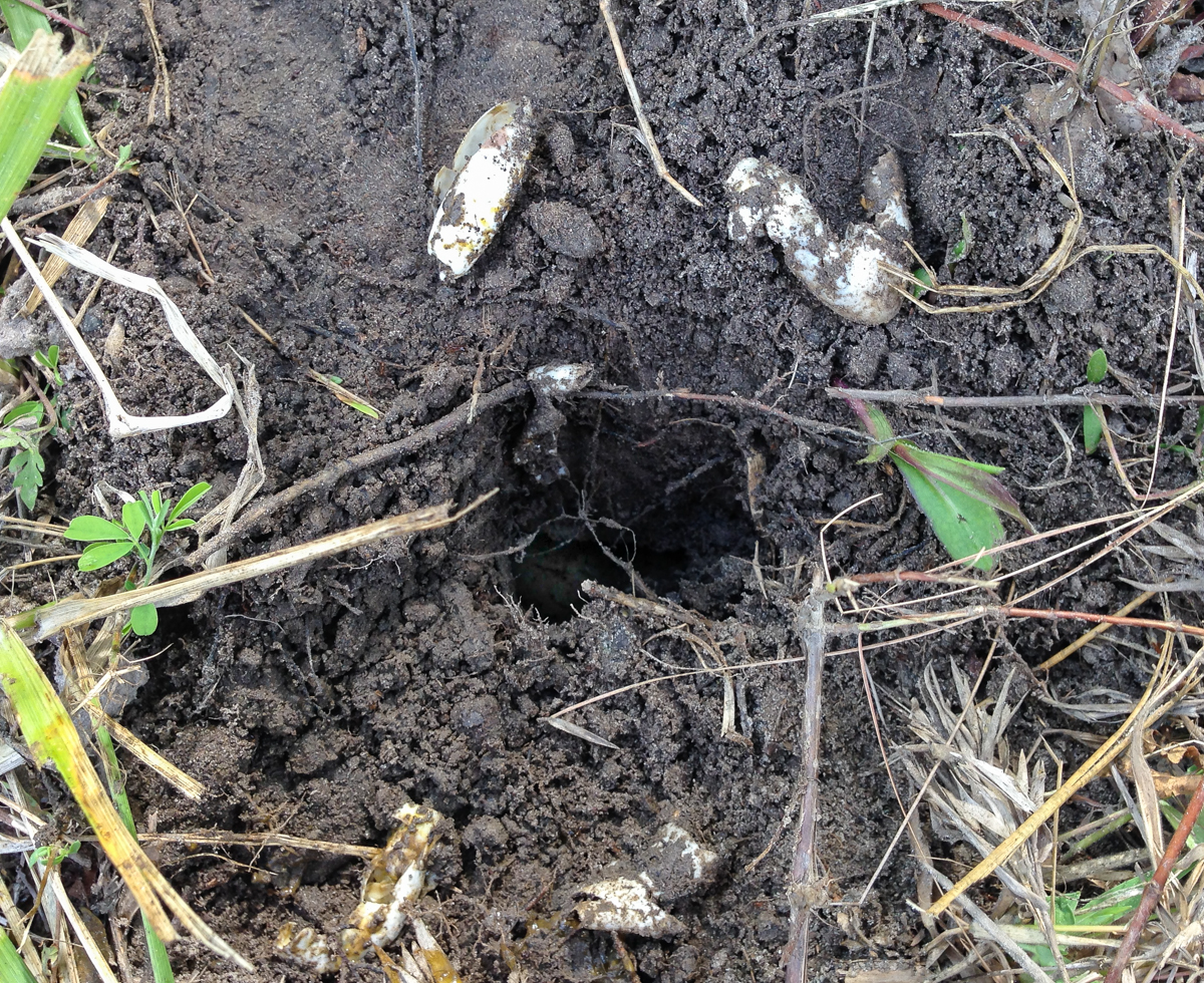 Raccoon-raided turtle nest