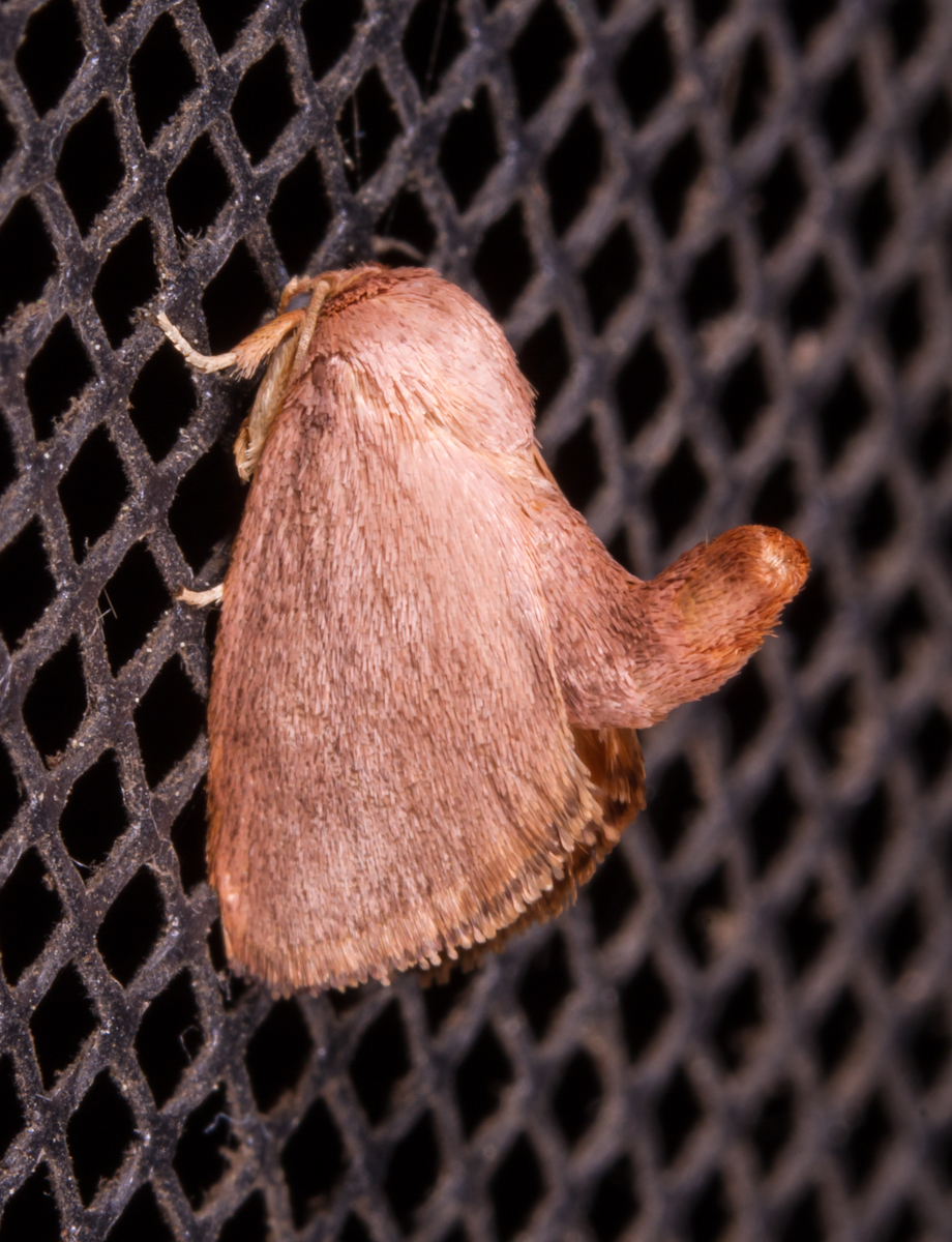 Red-crossed Button Slug?