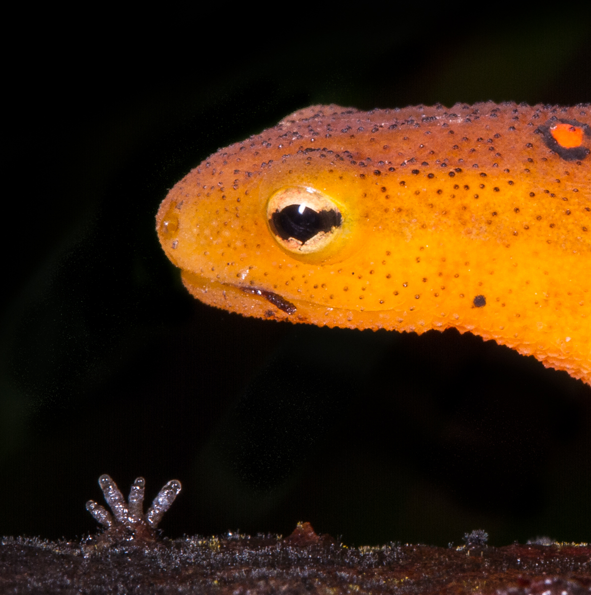 Red-spotted Newt close up of eye 1