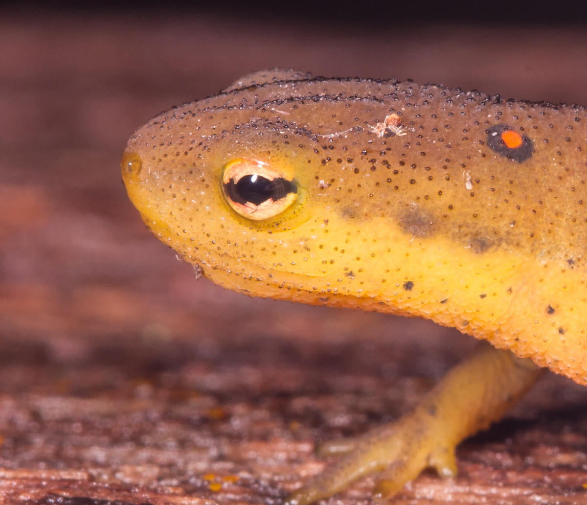 Red-spotted Newt close up of eye