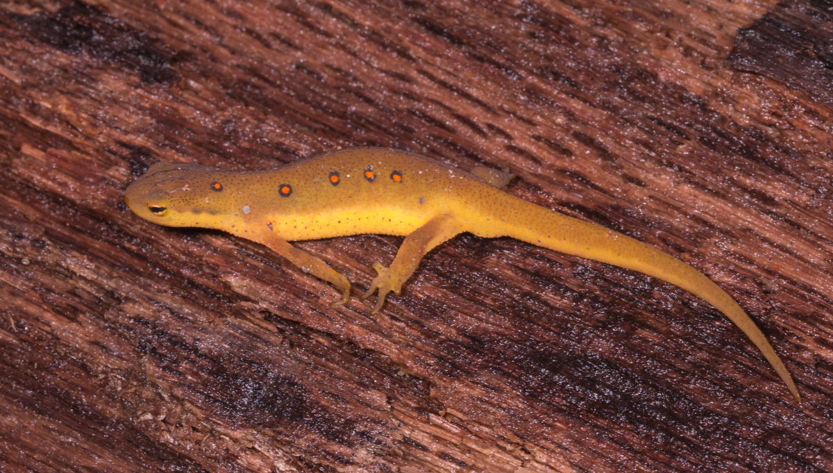 Red-spotted Newt