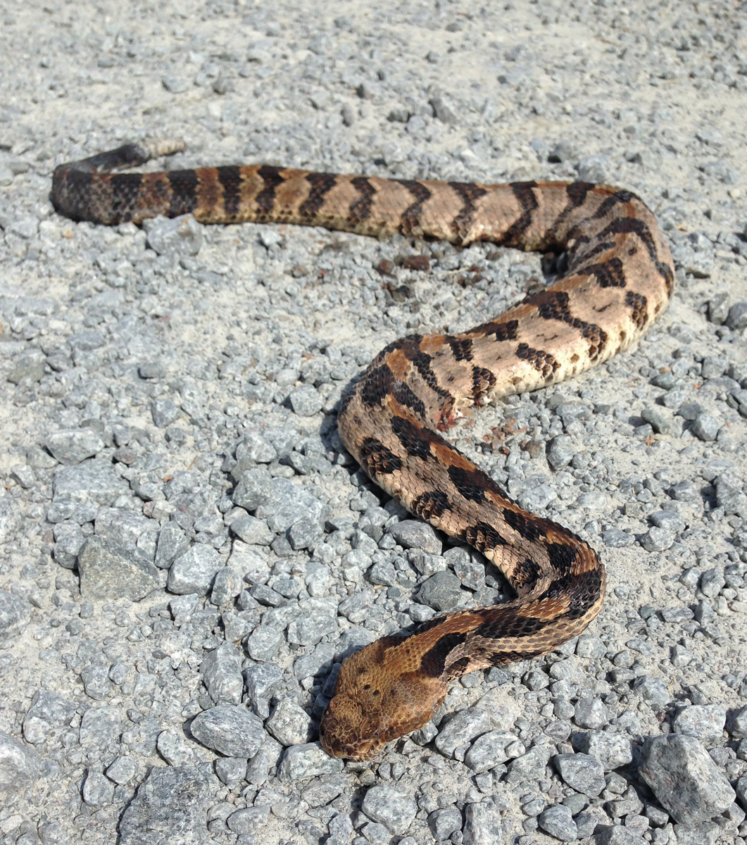 Roadkill rattlesnake