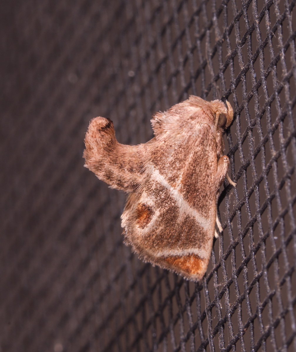 Shagreened Slug Moth