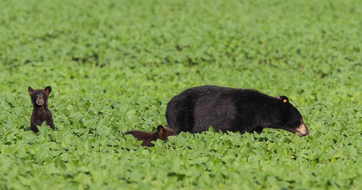 Sow and one cub standing