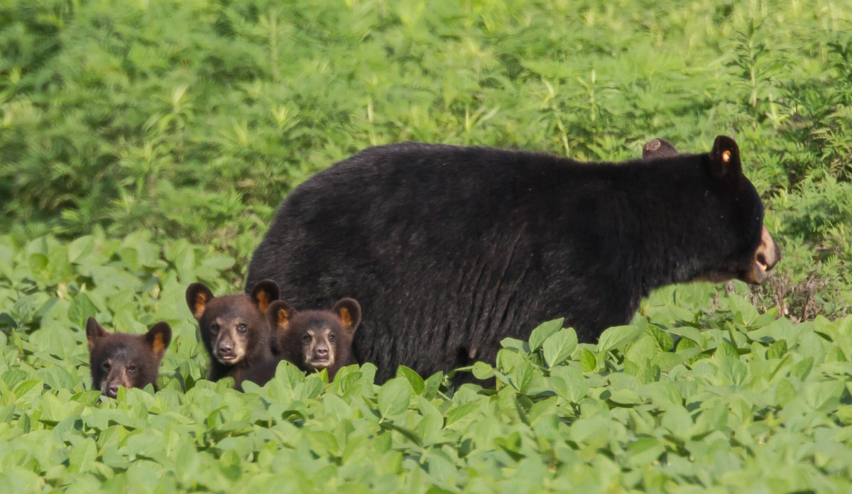 Sow and three cubs