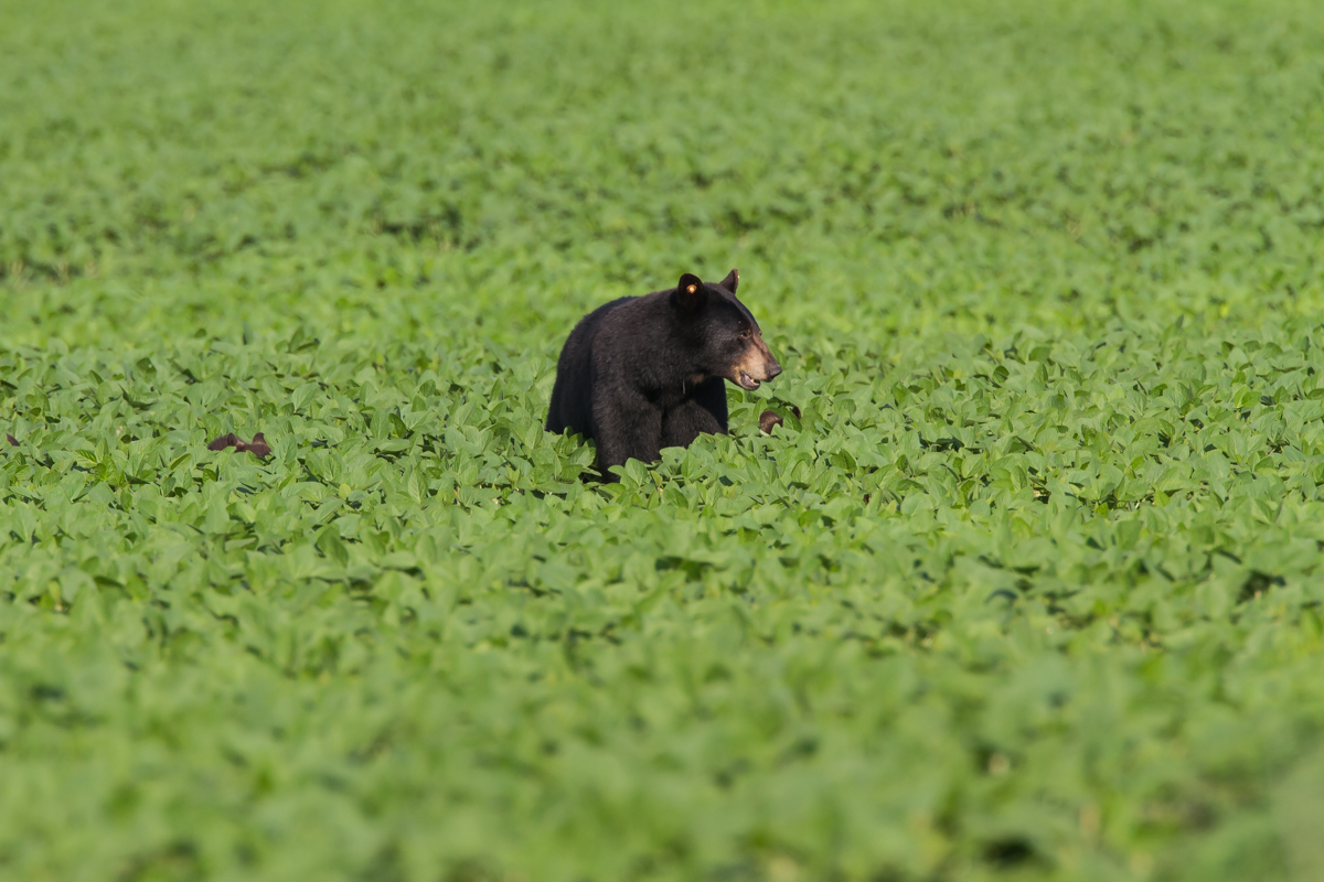 Sow with cubs hidden