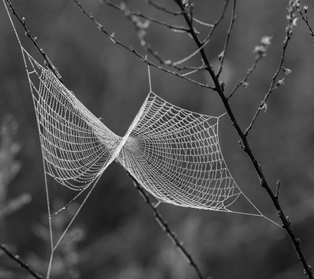 spider web in fog 1