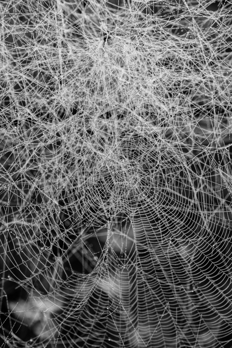spider web in fog 12