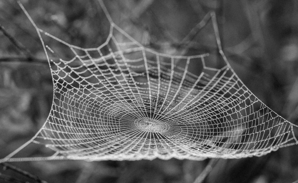 spider web in fog 2