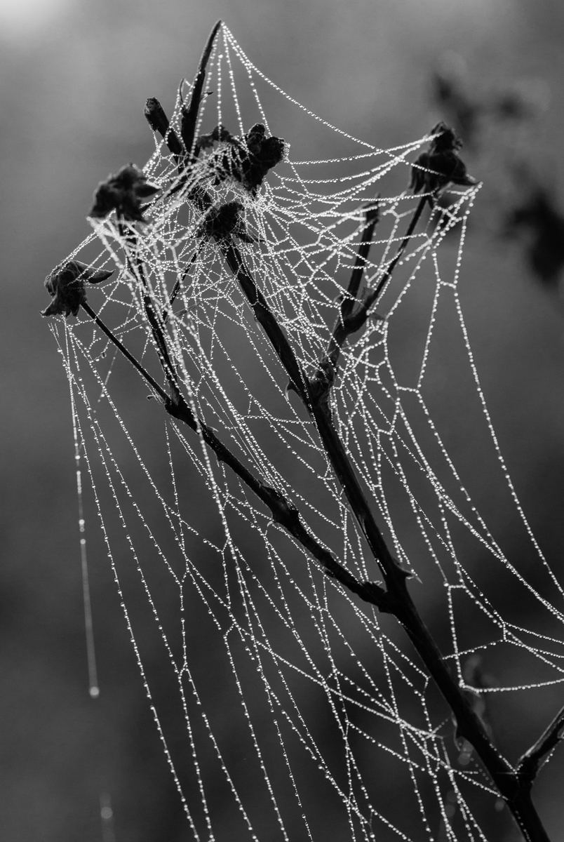 spider web in fog 9