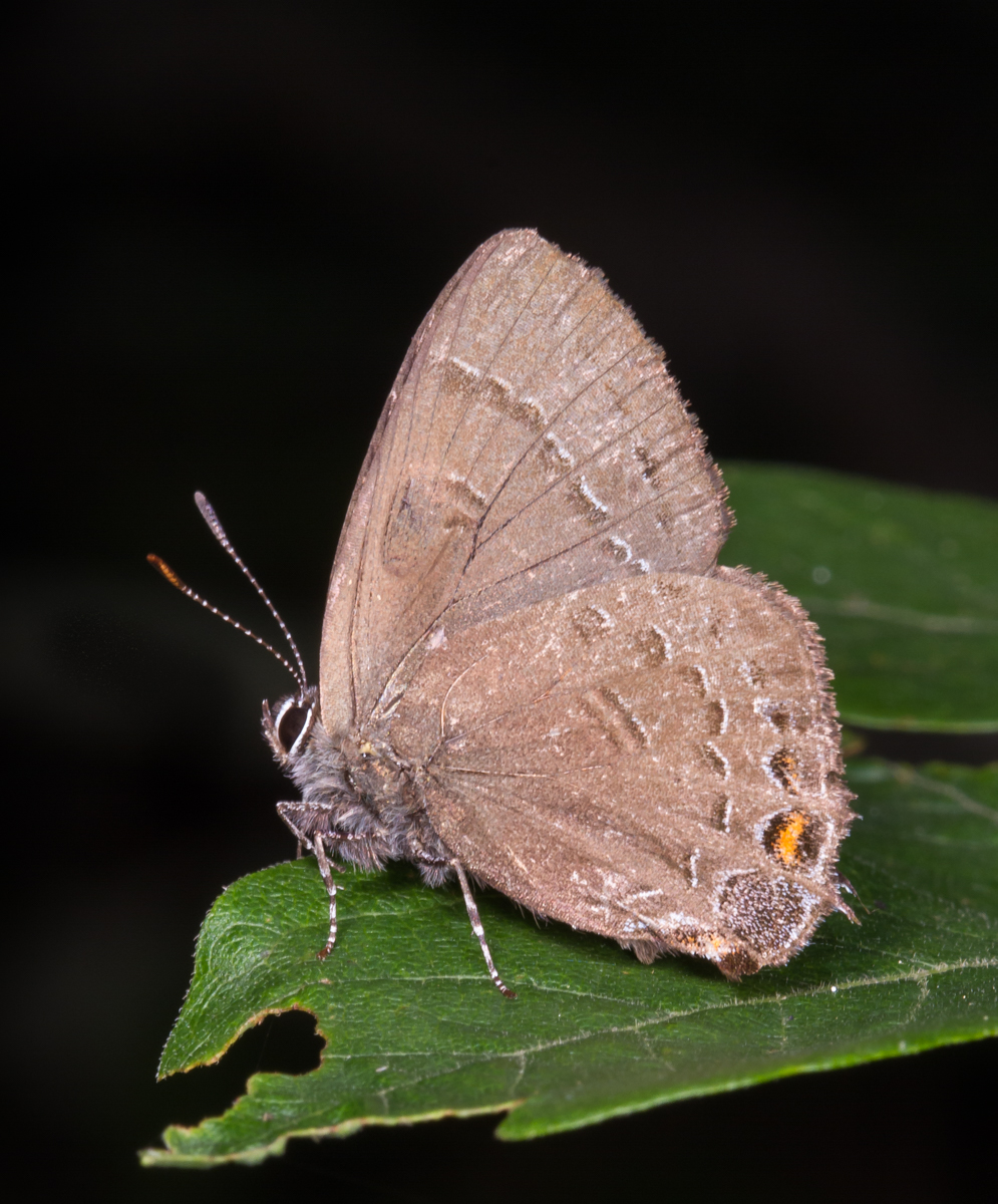 Striped Hairstreak