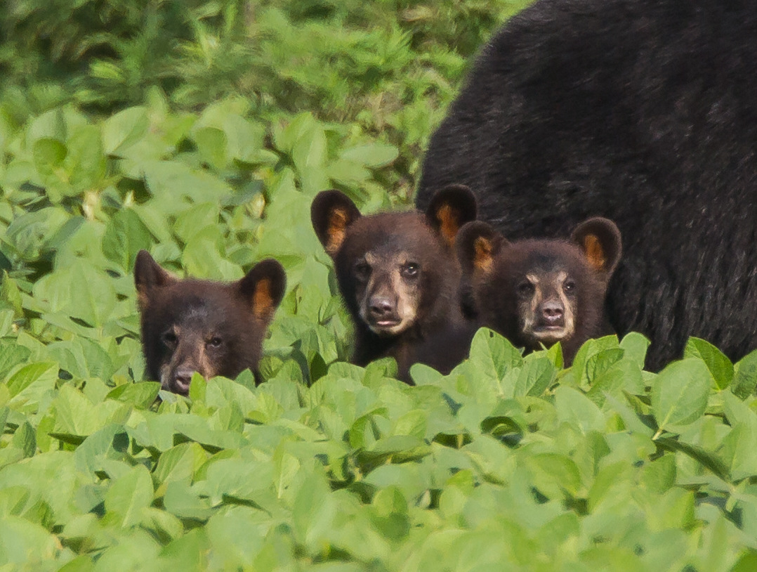 Three cubs close up