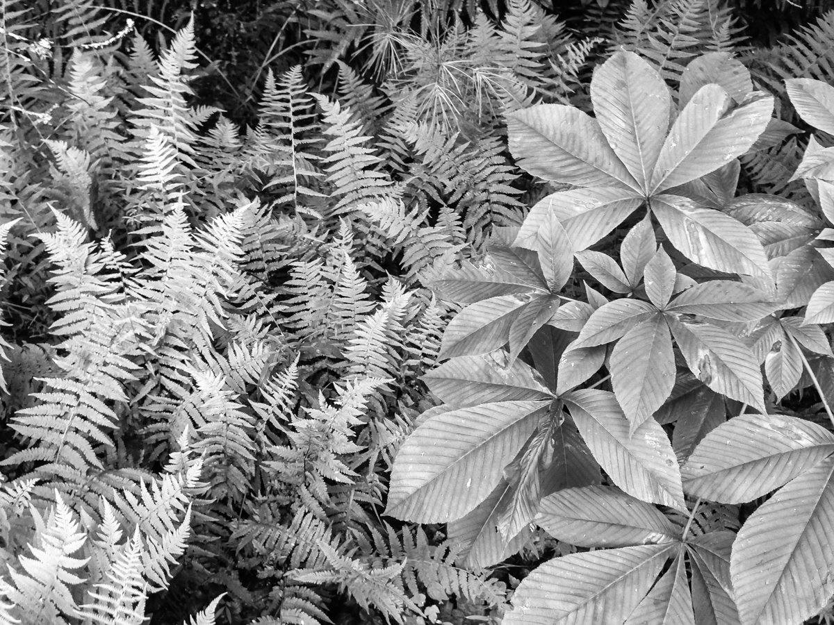 Trailside plants at Glen Alton