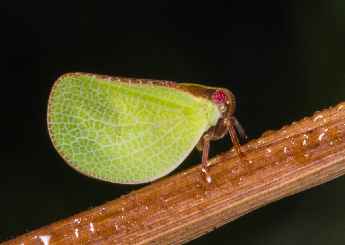 Two-striped Planthopper, Acanalonia bivittata