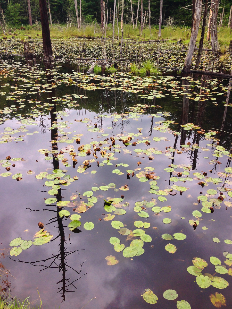wetlands at Glen Alton