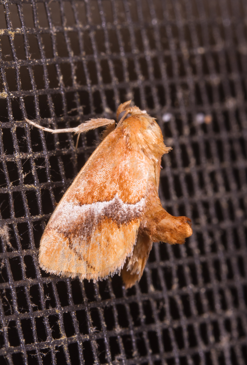Yellow-shouldered Slug Moth