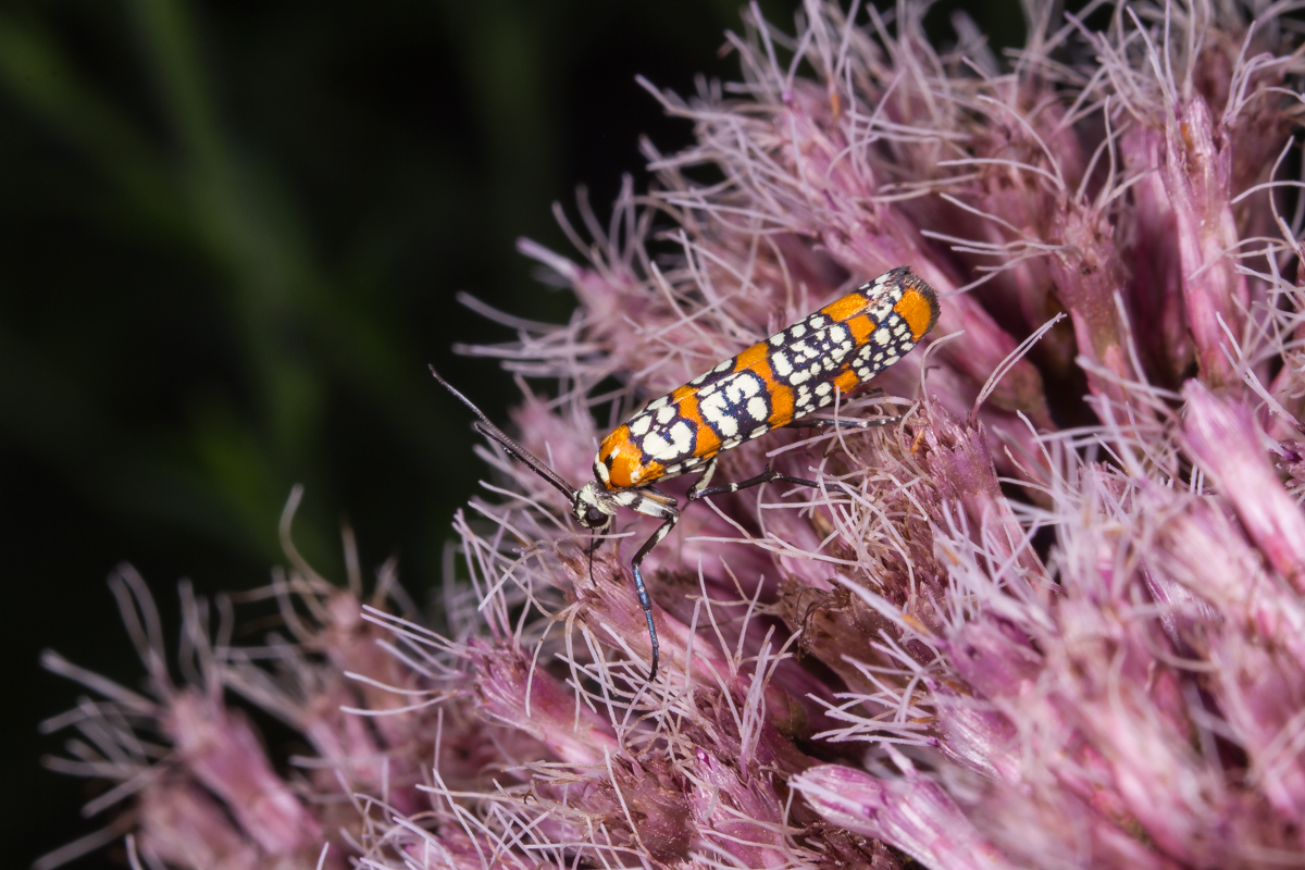 Ailanthus Webworm Moth on Joe Pye