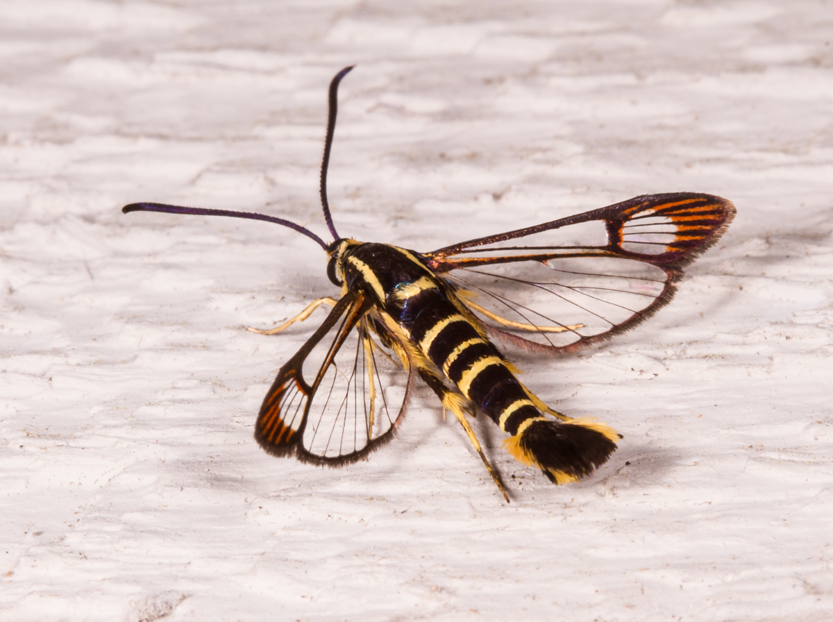 Dogwood Borer Moth 1