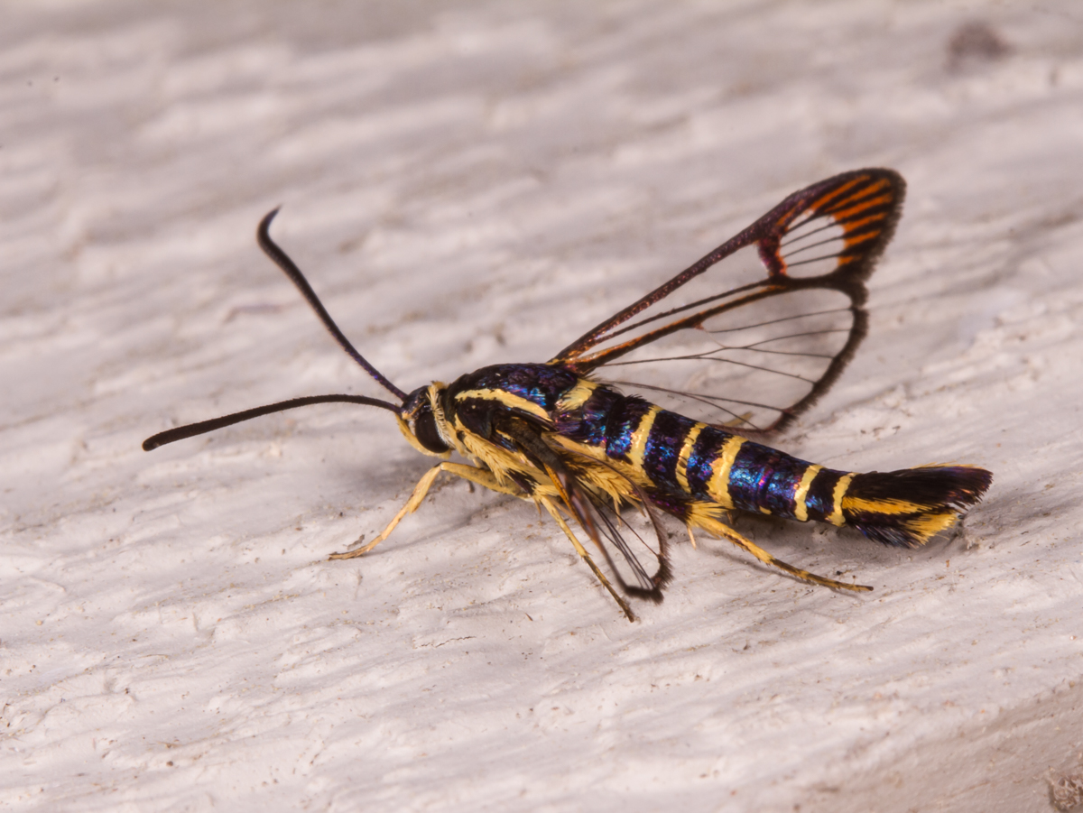 Dogwood Borer Moth 2